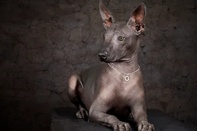 Пять самых древних пород собак | MAXIM