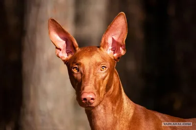 Фараонова собака (Pharaoh Hound) - небольшая, активная и умная порода собак.  Описание, фото и отзывы о породе.