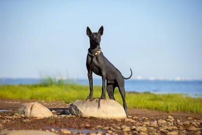 Порода собак, Xoloitzcuintle Xolo безволосое мексиканского на фоне бежевой  ложь Стоковое Изображение - изображение насчитывающей протектор, развилки:  168065095