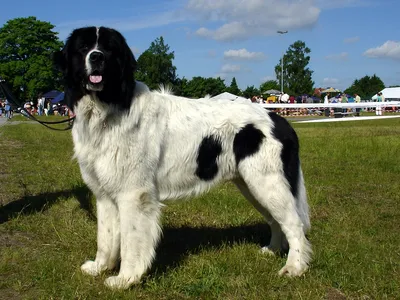 Ландсир (порода собак) — Википедия