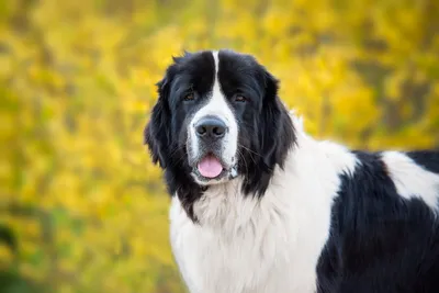 Ландсир собака - описание породы, фото щенков и цена | Pet-Yes