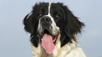 Ландсир собака: фото, характер, описание породы