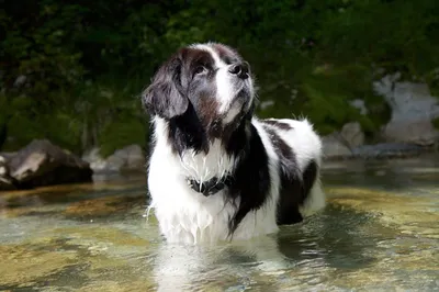Порода собак ландсир фото фотографии
