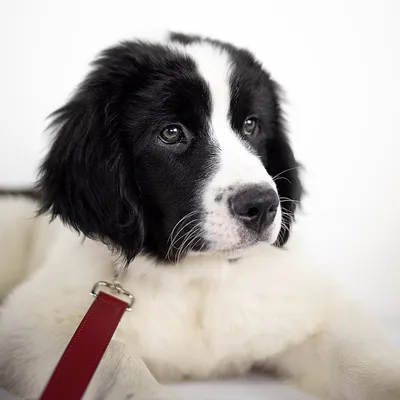 Ландсир собака - описание породы, фото щенков и цена | Pet-Yes
