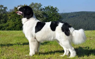 Порода ландсир: фото собаки и ее подробное описание