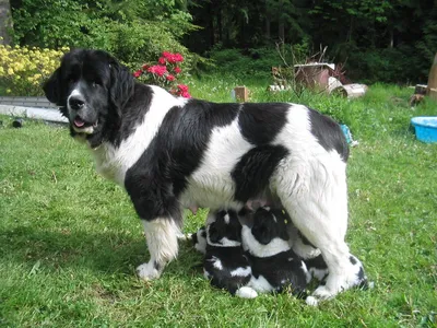 Ландсир (Landseer): самое полное описание породы собак