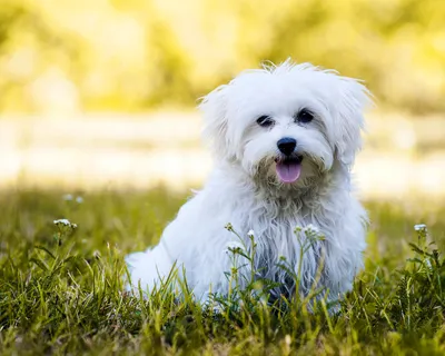 Болоньез (итальянская болонка) - идеальная собачка для квартиры, обожает  детей и прогулки на улице.