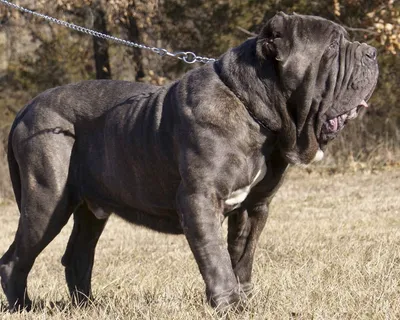 Неаполитанский мастиф (Neapolitan Mastiff) - массивная, сильная и  энергичная порода собак. Фото, описание, цены.