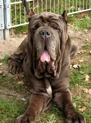 Неаполитанский мастиф - описание породы собак: характер, особенности  поведения, размер, отзывы и фото - Питомцы Mail.ru