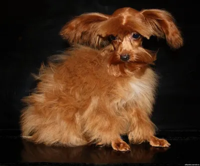 Петербургская орхидея: порода собак с описанием и фото, щенки и их стоимость