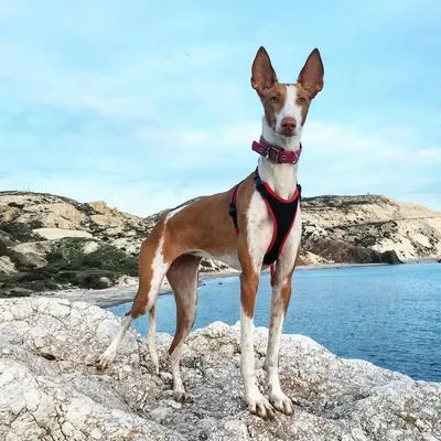 Поденго (поденгу) ибиценко (Ibizan Hound) (Породы собак) поденко ибиценко,  поденго фото, собака поденко, поденго порода, щенки поденго, купить  поденго, поденко ибиценко фото, порода поденко Энциклопедия о животных  EGIDA.BY