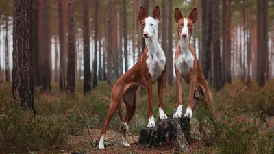 Поденко ибиценко - описание породы собак: характер, особенности поведения,  размер, отзывы и фото - Питомцы Mail.ru