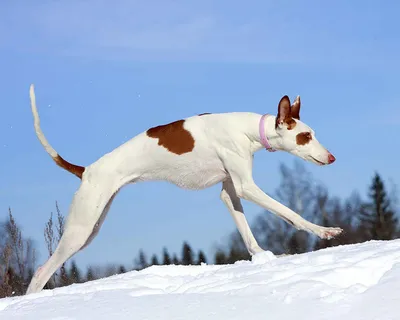 Ивисская собака - Ibizan Hound Портрет собаки породы Поденко Ибиценко (Dog  of the breed Podenko Ibitsenko) с Ибицы и Майорки, котор… | Подёнки, Собаки,  Породы собак