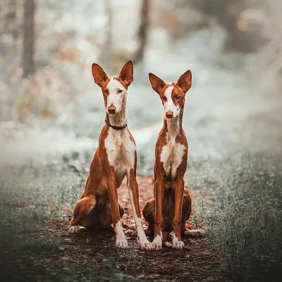 Поденко ибиценко (Ibizan Hound) - это умная, дружелюбная и редкая порода  собак. Фото, описание и отзывы.