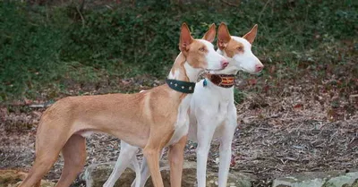 Поденко ибиценко (ивисская борзая) — фото, описание породы собак,  особенности