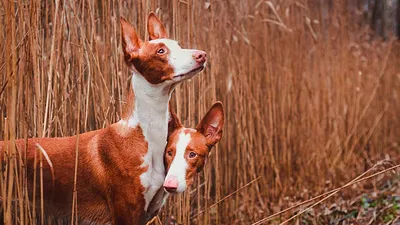 Поденко ибиценко — редкая порода собак, которая, в отличие от большинства  борзых, может охотиться ночью, а также приносить добычу живьем. | Instagram