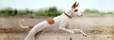 Поденко ибиценко — редкая порода собак, которая, в отличие от большинства  борзых, может охотиться ночью, а также приносить добычу живьем. | Instagram