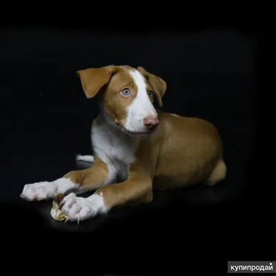Поденко ибиценко: собака-прыгун с невероятным зрением | Пёсико | Дзен