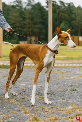 Ивисская борзая – описание, особенности и характер породы собак | Hill's Pet