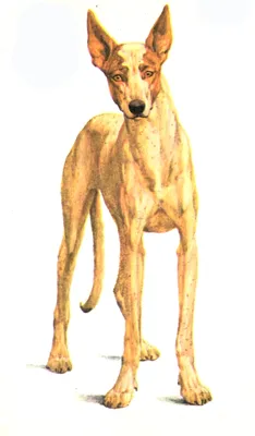 Порода собак ибизан - 67 фото
