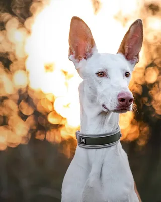Поденко ибиценко - описание породы собак: характер, особенности поведения,  размер, отзывы и фото - Питомцы Mail.ru