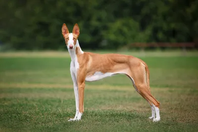 Поденко ибиценко: собака-прыгун с невероятным зрением | Пёсико | Дзен