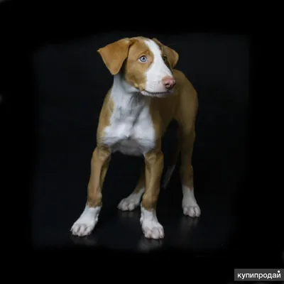Поденко ибиценко порода собак милый мультфильм кавайи персонаж животное  домашнее животное изолированная наклейка иллюстрация | Премиум векторы