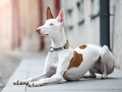 Поденко ибиценко собака: описание, характер, фото, цена