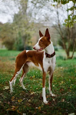 Средний португальский поденгу (Portuguese Rabbit Dog) (Породы собак) поденко  ибиценко, поденго фото, собака поденко, поденго порода, щенки поденго,  купить поденго, поденко ибиценко фото, порода поденко Энциклопедия о  животных EGIDA.BY