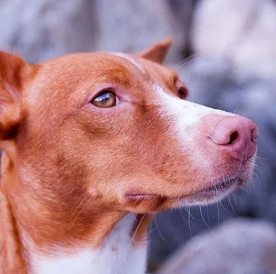 Порода собак поденко ибиценко фото фотографии