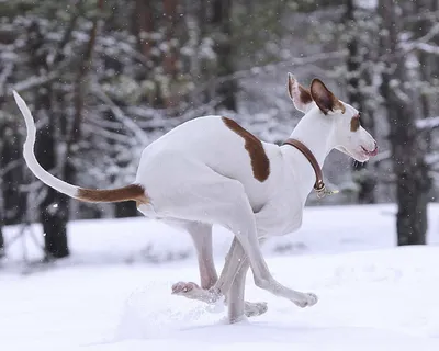 Щенок поденко ибиценко ставит уши по команде/The puppy podenko ibitsenko  puts his ears on command - YouTube