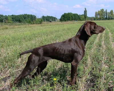 Английский пойнтер (Пойнтер) / English Pointer (Pointer)