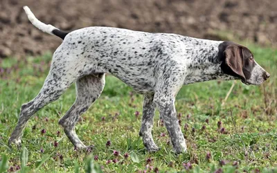 Старо-датский пойнтер (Old Danish Pointer) (Породы собак) датский пойнтер,  английский пойнтер, фольксваген пойнтер, пойнтер фото, пойнтер купить, пойнтер  собака, английский пойнтер фото, пойнтер щенки Энциклопедия о животных  EGIDA.BY