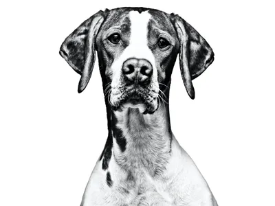 Описание породы собак - Английский пойнтер