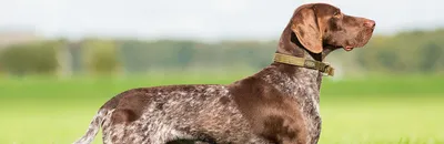 Xuke - Английский пойнтер Порода собак пойнтер имеет худощавое телосложение  и длинные конечности, что позволяет им развивать большую скорость во время  бега и преследования добычи. Уши длинные плоские свисают по бокам головы.