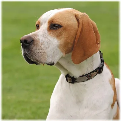 Английский пойнтер: все о собаке, фото, описание породы, характер, цена