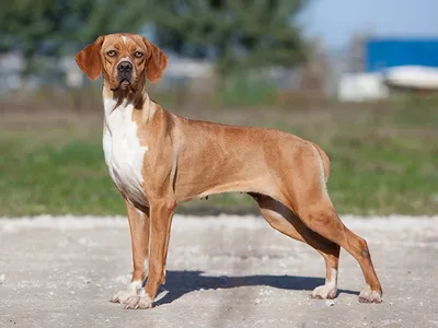 Дратхаар — характеристика собак 🐕 и щенков породы — ProPlan.ru