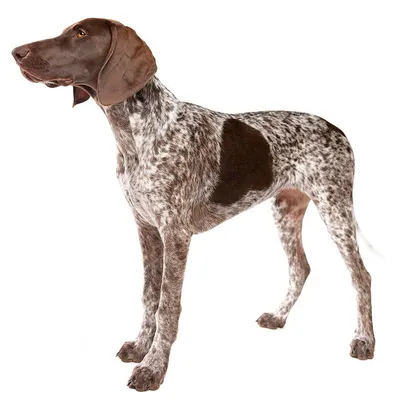Пойнтер: фото собаки, описание и характер породы — Purina ONE®