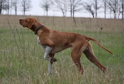 Пропала собака породы пойнтер в Новороссийске | Pet911.ru