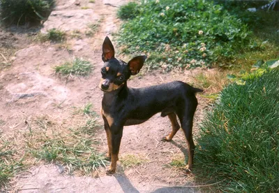 Пражский Крысарик / Prague Ratter / Prazsky Krysarik / Praha Rotipüüdja -  Kennel KRYSCROFT