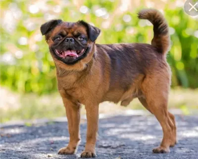 Описание породы собак - Пти брабансон (Малый брабансон)