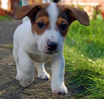 История породы Джека Рассела Терьера (Jack Russell Terrier) - О собаках -  Статьи | Интернет зоомагазин TdZOO.ru