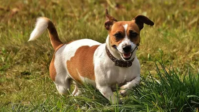 Порода собак джек-рассел-терьер (30 фото) | Джек рассел терьер, Собака джек  рассел, Джек рассел