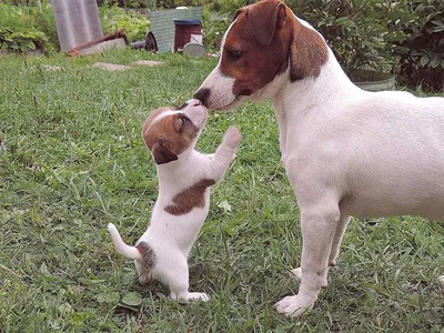 Джек рассел терьер (Jack Russell Terrier) - собака очень умная и  понятливая, отлично подойдет для детей и квартиры.