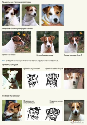 Парсон-рассел-терьер: все о собаке, фото, описание породы, характер, цена