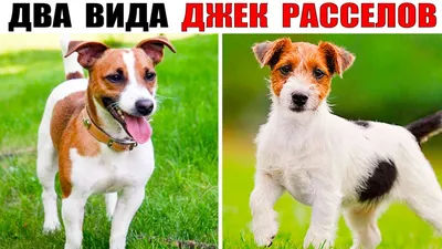 Порода собак Джек-рассел-терьер — описание, характер, фото | Блог на  VetSpravka.ru