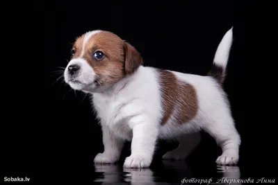 Джек-рассел-терьер - щенок породы, фото и описание | Вес, размер и окрас |  Pet-Yes