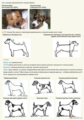 4 породы собак, которые могут надолго оставаться одни - BarberPet