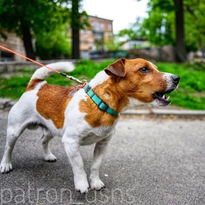 Джек рассел терьер (Jack Russell Terrier) - собака очень умная и  понятливая, отлично подойдет для детей и квартиры.