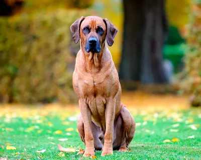 Родезийский риджбек (Rhodesian Ridgeback) - это умная, смелая, бдительная и  независимая порода собак. Фото, описание, отзывы владельцев.